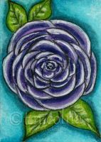 Purple Rose